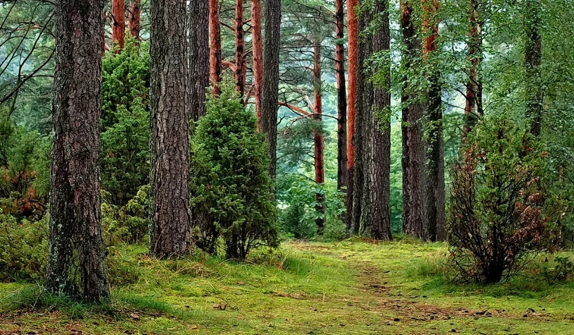 Zdjęcie poglądowe, Pixabay