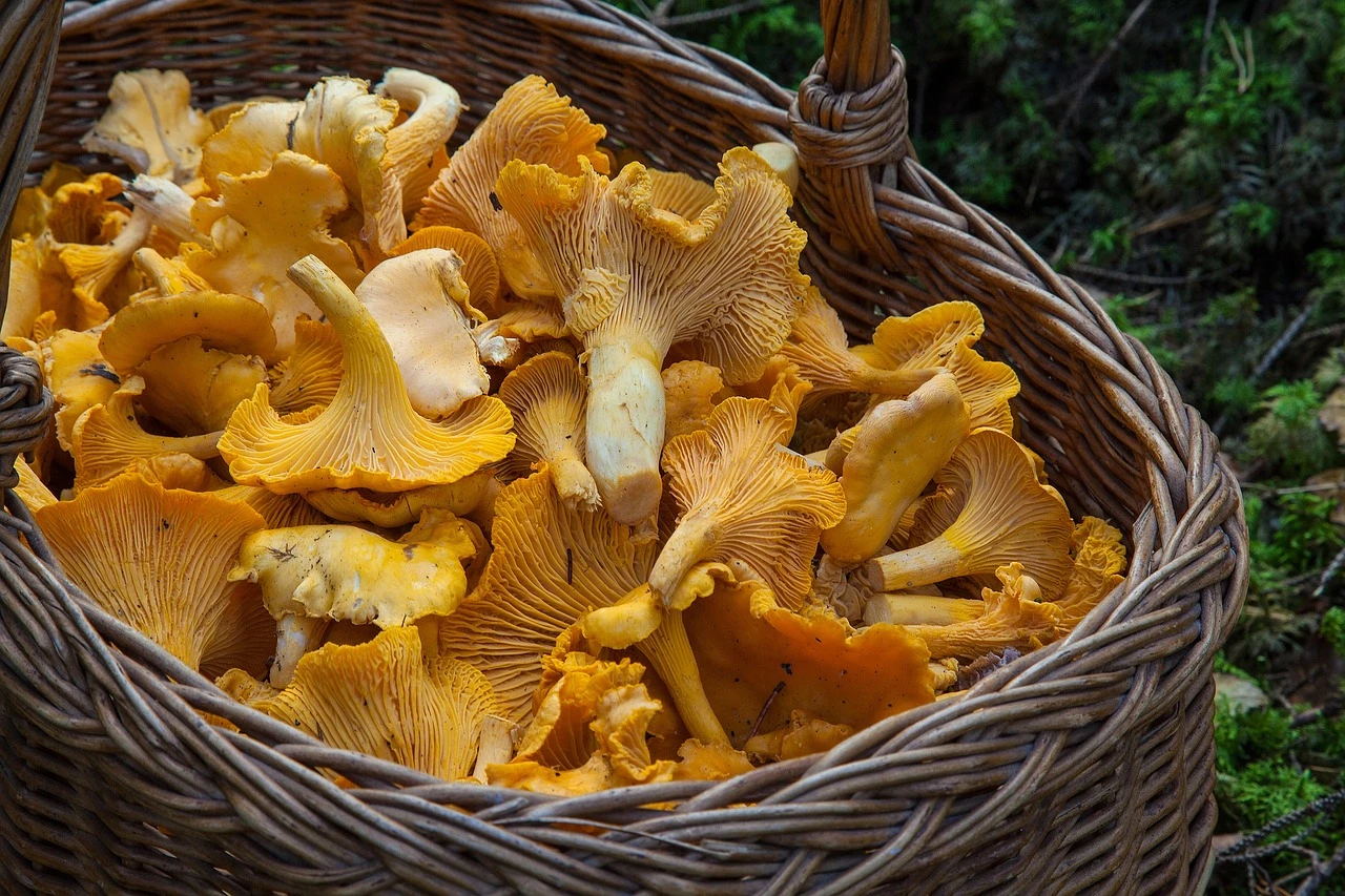 źródło: pixabay (zdjęcie ilustracyjne)