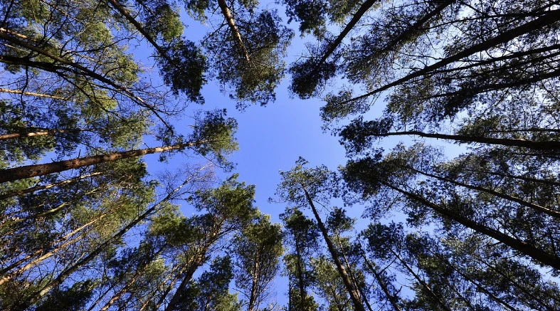 Zdjęcie poglądowe, Pixabay